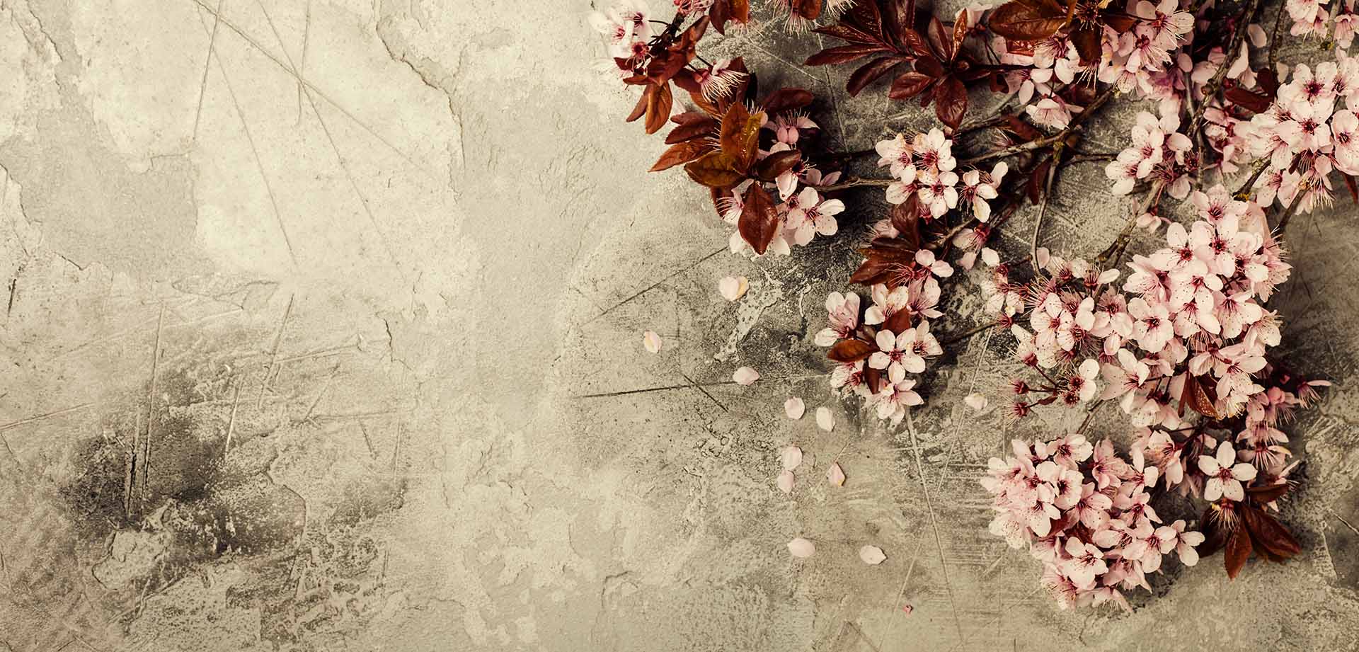 cherry-blossom-flower-2025-02-20-23-52-44-utc